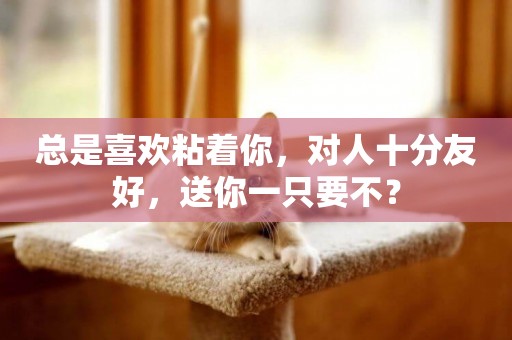 總是喜歡粘著你，對人十分友好，送你一只要不？