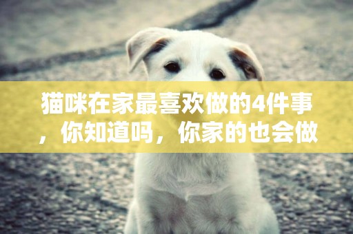 貓咪在家最喜歡做的4件事，你知道嗎，你家的也會做奧