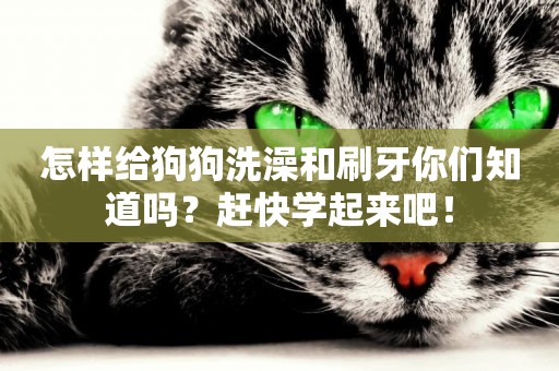 怎樣給狗狗洗澡和刷牙你們知道嗎？趕快學起來吧！