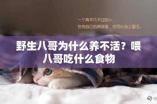 野生八哥為什么養不活？喂八哥吃什么食物
