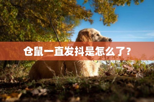 倉鼠一直發抖是怎么了？
