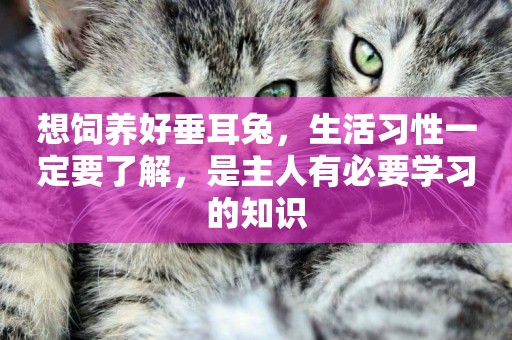 想飼養好垂耳兔，生活習性一定要了解，是主人有必要學習的知識