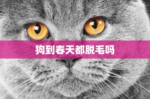 狗到春天都脫毛嗎
