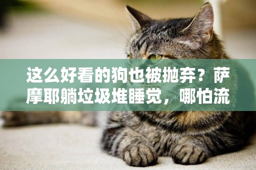 這么好看的狗也被拋棄？薩摩耶躺垃圾堆睡覺，哪怕流浪也要微笑