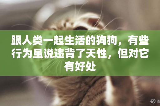跟人類一起生活的狗狗，有些行為雖說違背了天性，但對它有好處