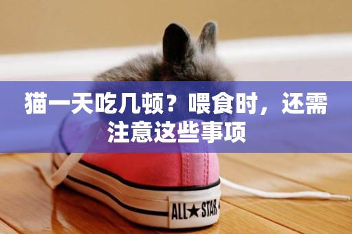 貓一天吃幾頓？喂食時，還需注意這些事項