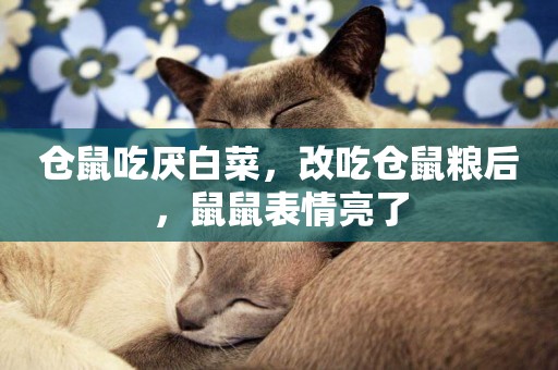 倉鼠吃厭白菜，改吃倉鼠糧后，鼠鼠表情亮了