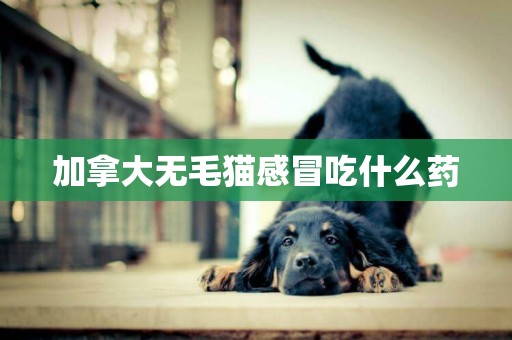 加拿大無毛貓感冒吃什么藥