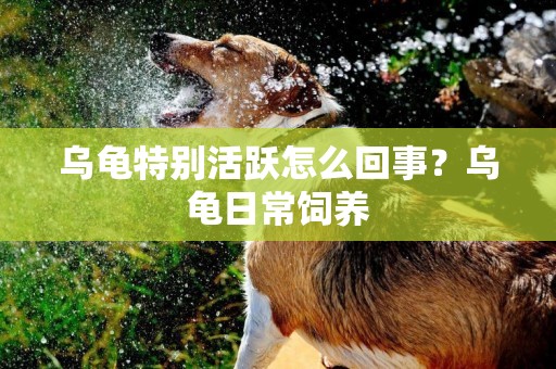 烏龜特別活躍怎么回事？烏龜日常飼養