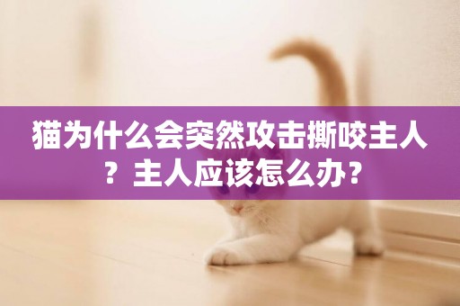 貓為什么會突然攻擊撕咬主人？主人應該怎么辦？