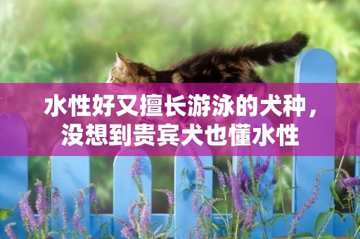 水性好又擅長游泳的犬種，沒想到貴賓犬也懂水性