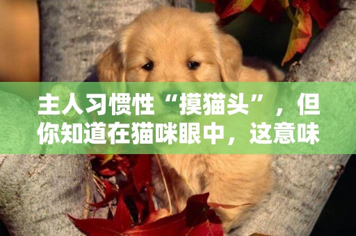 主人習慣性“摸貓頭”，但你知道在貓咪眼中，這意味著什么嗎？