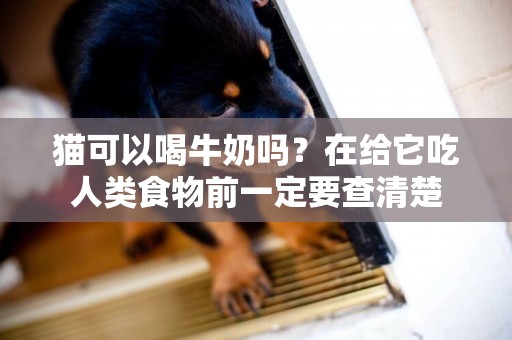 貓可以喝牛奶嗎？在給它吃人類食物前一定要查清楚