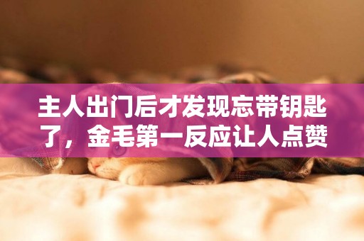 主人出門后才發現忘帶鑰匙了，金毛第一反應讓人點贊