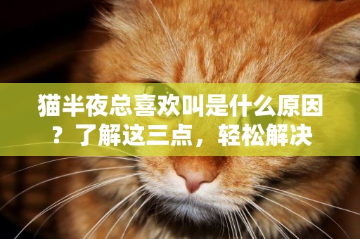 貓半夜總喜歡叫是什么原因？了解這三點，輕松解決
