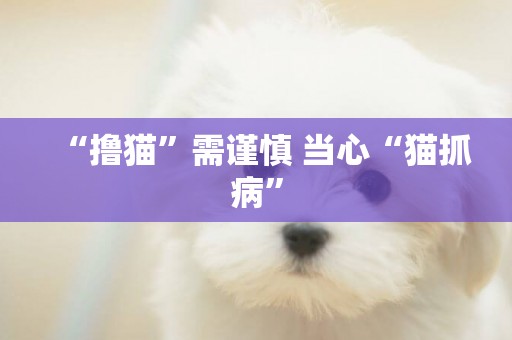 “擼貓”需謹慎 當心“貓抓病”