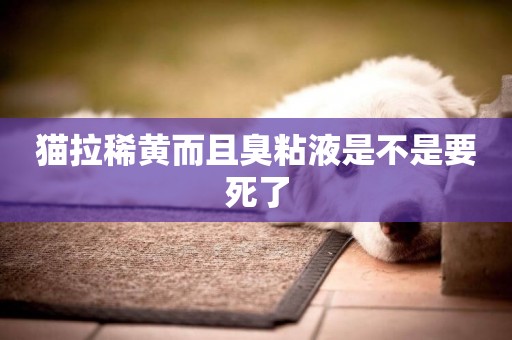 貓拉稀黃而且臭粘液是不是要死了