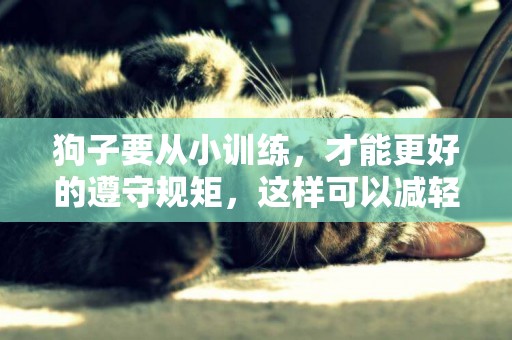 狗子要從小訓練，才能更好的遵守規矩，這樣可以減輕主人的麻煩