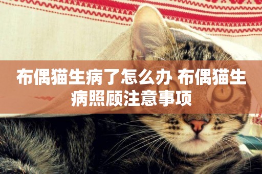 布偶貓生病了怎么辦 布偶貓生病照顧注意事項