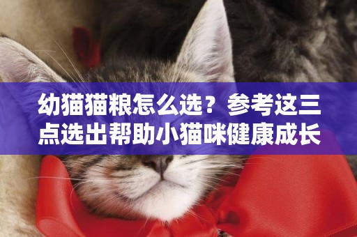 幼貓貓糧怎么選？參考這三點選出幫助小貓咪健康成長的好貓糧