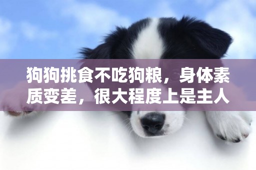 狗狗挑食不吃狗糧，身體素質變差，很大程度上是主人造成的