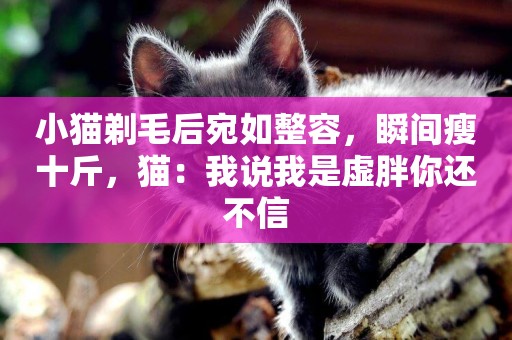 小貓剃毛后宛如整容，瞬間瘦十斤，貓：我說我是虛胖你還不信