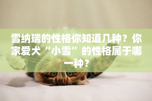 雪納瑞的性格你知道幾種？你家愛犬“小雪”的性格屬于哪一種？