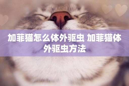 加菲貓怎么體外驅蟲 加菲貓體外驅蟲方法