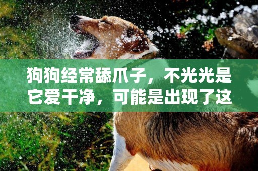 狗狗經常舔爪子，不光光是它愛干凈，可能是出現了這個問題