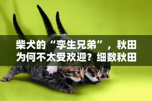 柴犬的“孿生兄弟”，秋田為何不太受歡迎？細數秋田的飼養技巧