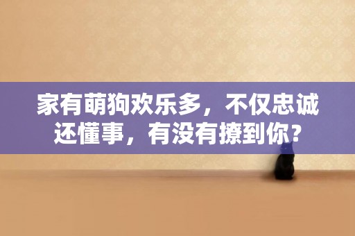 家有萌狗歡樂多，不僅忠誠還懂事，有沒有撩到你？