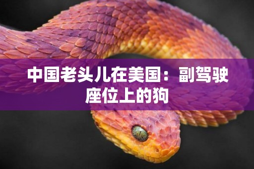 中國老頭兒在美國：副駕駛座位上的狗