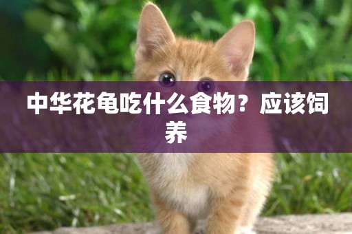 中華花龜吃什么食物？應該飼養