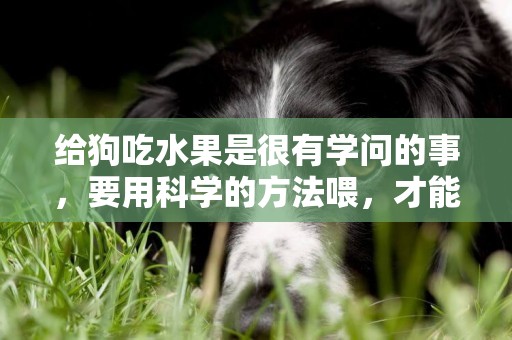 給狗吃水果是很有學問的事，要用科學的方法喂，才能起到好的效果