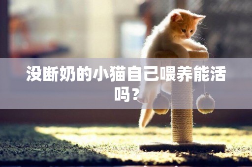 沒斷奶的小貓自己喂養能活嗎？