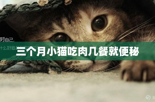 三個月小貓吃肉幾餐就便秘
