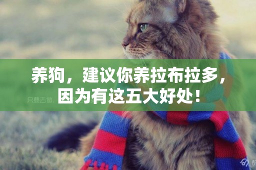 養狗，建議你養拉布拉多，因為有這五大好處！