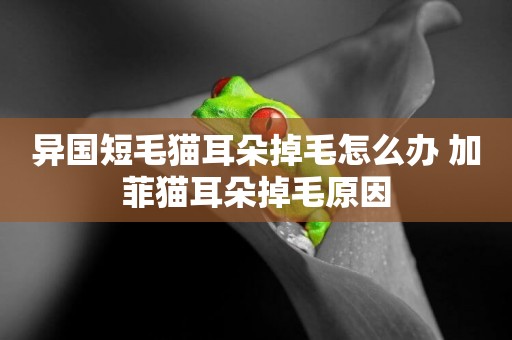 異國短毛貓耳朵掉毛怎么辦 加菲貓耳朵掉毛原因