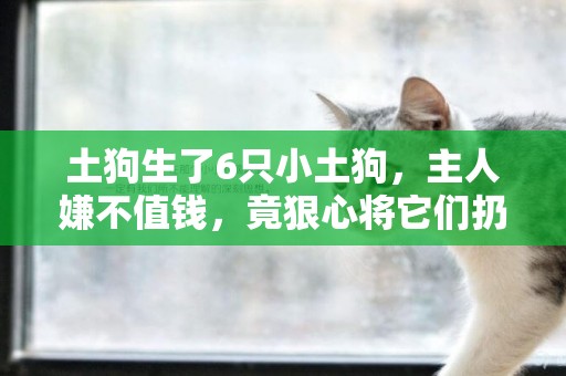 土狗生了6只小土狗，主人嫌不值錢，竟狠心將它們扔進垃圾箱