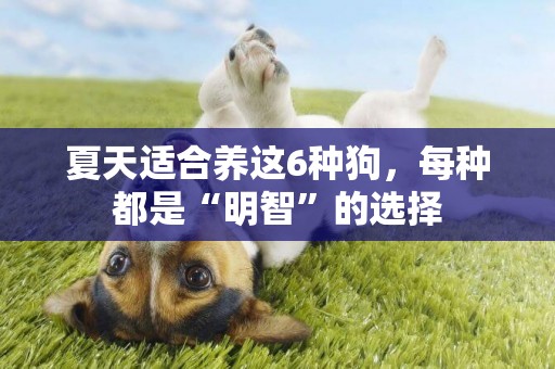 夏天適合養這6種狗，每種都是“明智”的選擇