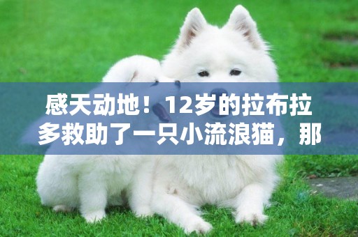 感天動地！12歲的拉布拉多救助了一只小流浪貓，那畫面太美了