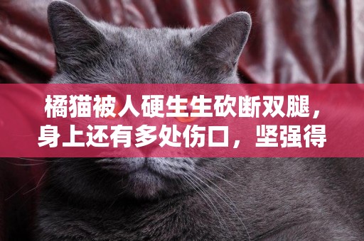 橘貓被人硬生生砍斷雙腿，身上還有多處傷口，堅強得讓人心疼