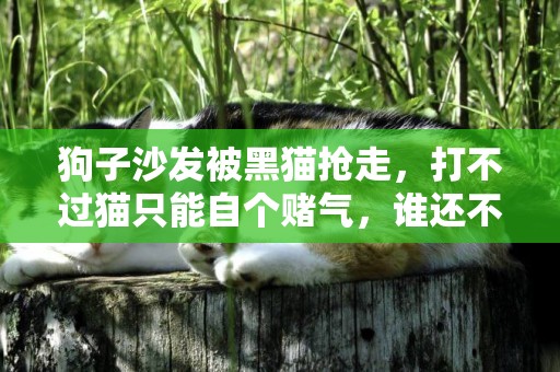 狗子沙發被黑貓搶走，打不過貓只能自個賭氣，誰還不是小公主了！