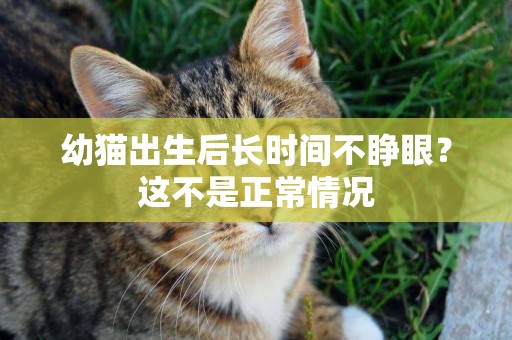 幼貓出生后長時間不睜眼？這不是正常情況