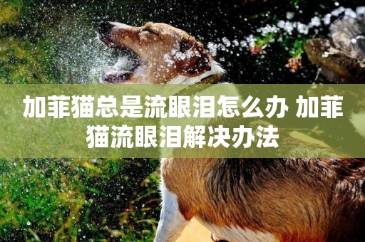 加菲貓總是流眼淚怎么辦 加菲貓流眼淚解決辦法
