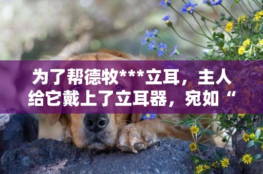 為了幫德牧***立耳，主人給它戴上了立耳器，宛如“天線***”