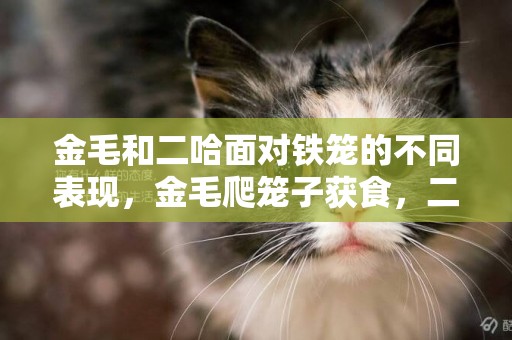 金毛和二哈面對鐵籠的不同表現，金毛爬籠子獲食，二哈只會咬鐵籠