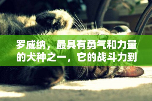 羅威納，最具有勇氣和力量的犬種之一，它的戰斗力到底有多強？