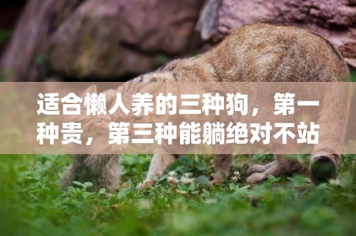 適合懶人養的三種狗，第一種貴，第三種能躺絕對不站著！