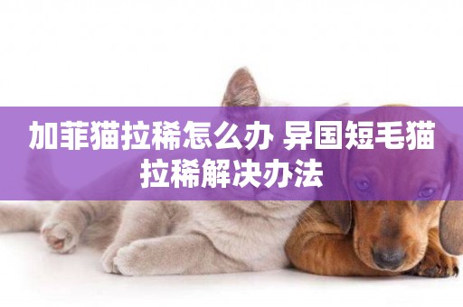 加菲貓拉稀怎么辦 異國短毛貓拉稀解決辦法